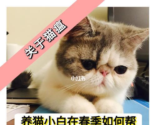 如何预防猫咪生病？（宠物猫咪的健康保障）