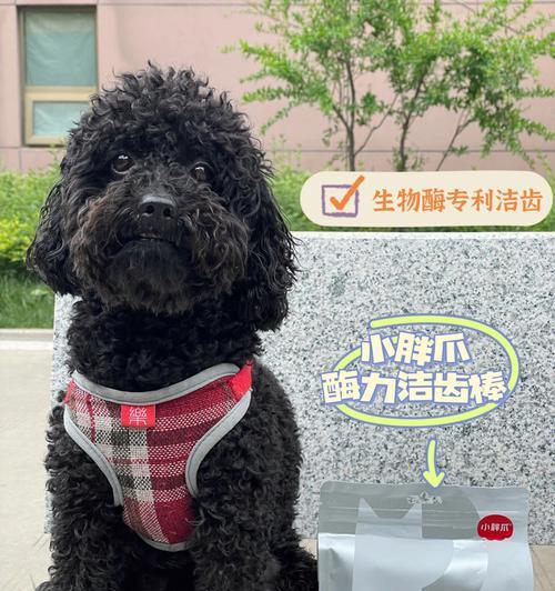 如何基本护理老年犬？（关爱老年宠物，健康伴随到底）