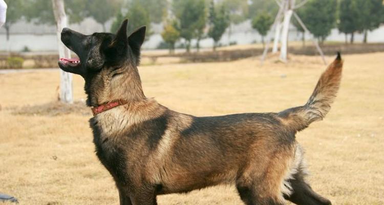 以马犬是否适合食用生鸡蛋？