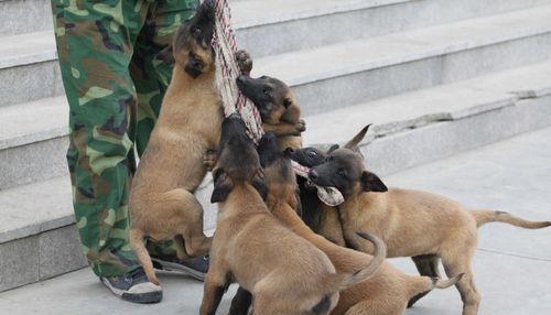 如何训练以马犬不咬人（宠物训练的技巧与方法）