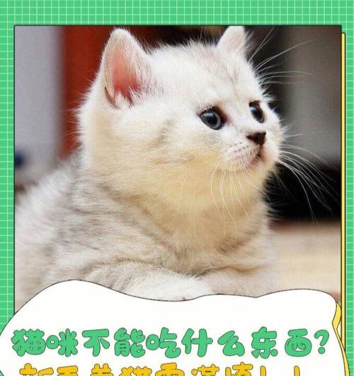 宠物猫不吃东西怎么办？（为什么猫咪不吃饭？如何解决猫不吃饭的问题？）