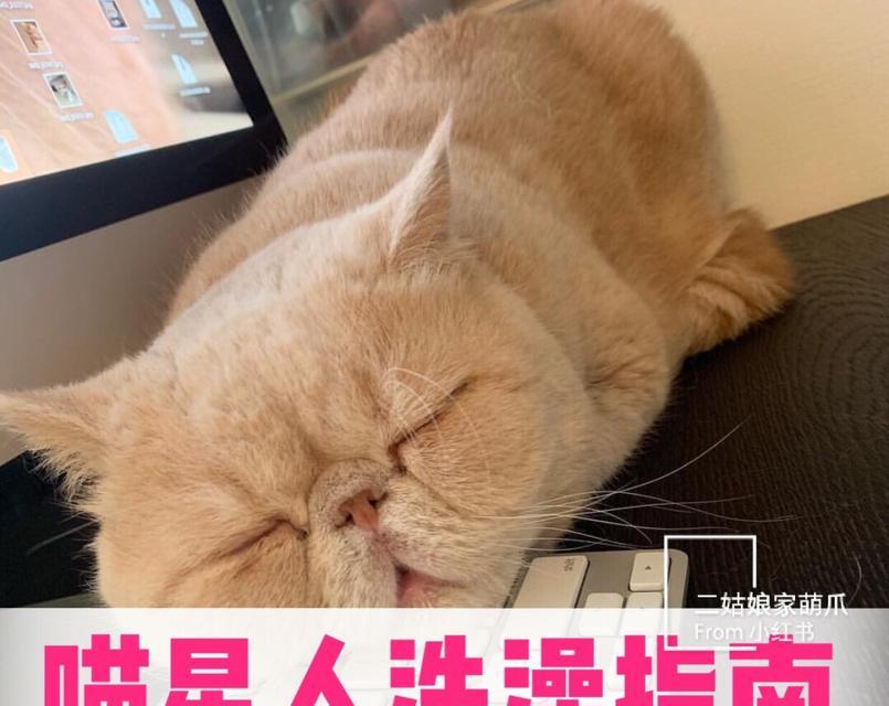 猫咪洗澡必看（宠物生活必备，让你的猫猫更健康舒适）