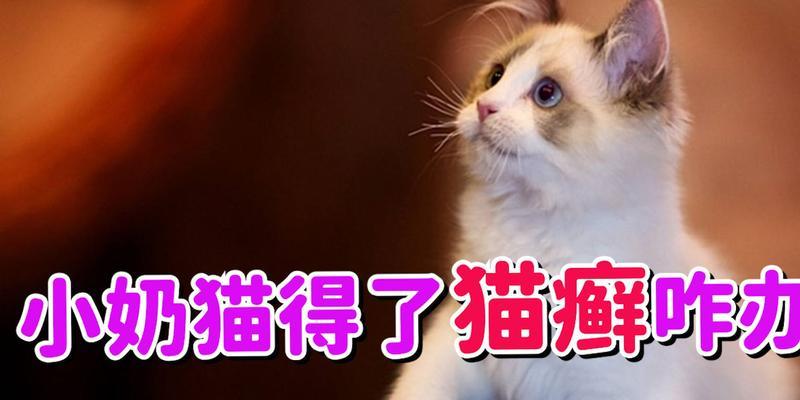 如何帮助宠物猫治疗猫癣（了解猫癣的成因与预防，让宠物远离疾病困扰）