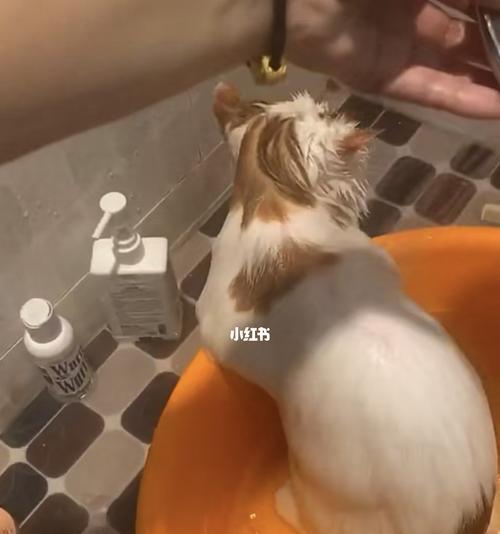 让猫咪洗个舒爽澡，必备这些物品！（为了宠物的健康和舒适，这些物品一定要准备好）