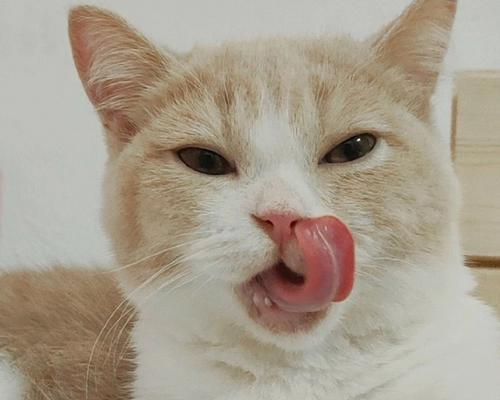 解决宠物猫咪口臭问题（如何有效去除猫咪口臭，让宠物更健康）