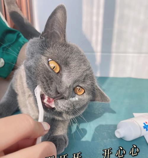 猫咪口臭的原因及解决方法（探究猫咪口臭背后的原因，为你的宠物呵护健康）