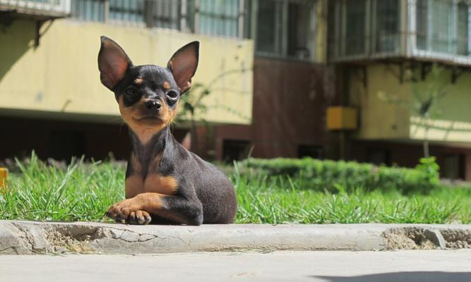 如何为迷你杜宾犬进行立耳手术（掌握正确的手术方法，让你的迷你杜宾犬更美丽）