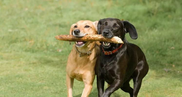 带狗狗散步的最佳去处——探索宠物友好型场所（犬只家长必读，寻找适合狗狗散步的绝佳场所）