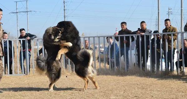 谁适合养藏獒？（挑选藏獒的必备指南）