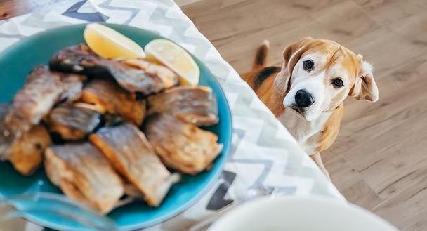 小心！这些食物对你的宠物狗有毒（以哪些食物狗狗不能吃为主题，详细介绍15种危险食物）