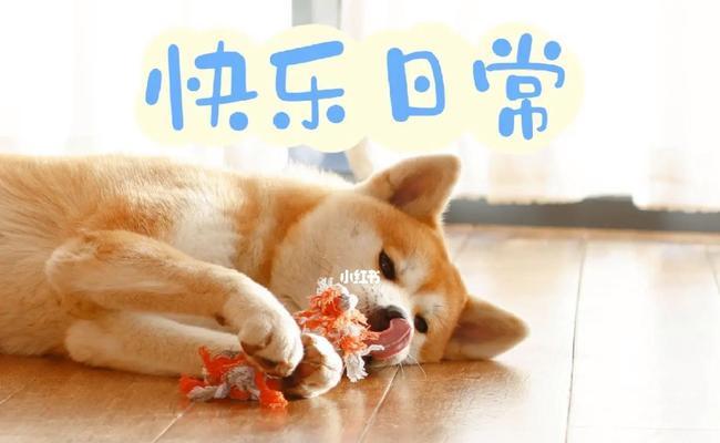 培养秋田犬安静休息的有效方法（以宠物为主，让你的秋田犬安心入眠）