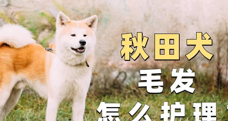 秋田犬的饲养与护理