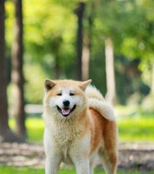 秋田犬的饲养与护理