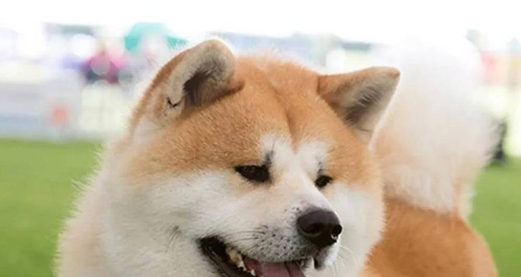 秋田犬的饲养与护理