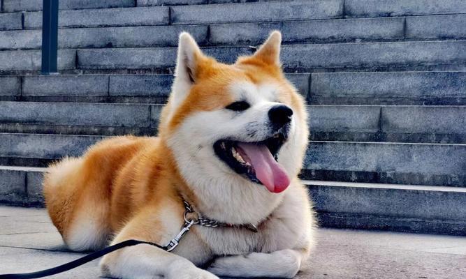 了解秋田犬的性格特点（以宠物为主，深入探讨秋田犬的性格特征）