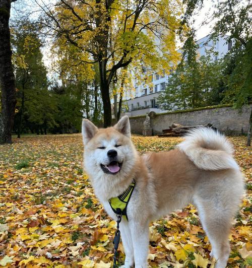 秋田犬配种年龄探究（了解秋田犬的发情周期与健康状况，确定最佳交配时间点）