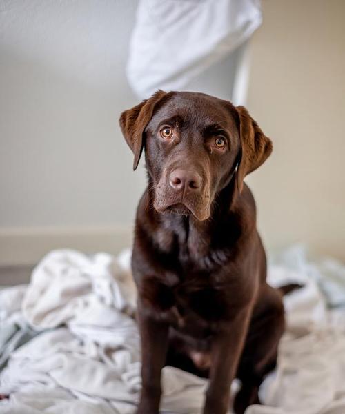 秋田犬是否会得抑郁症？（探究秋田犬抑郁症的成因和治疗方法）