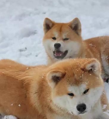 了解秋田犬，你需要知道的15个知识点（探究这个日本古老犬种的特点与饲养技巧）