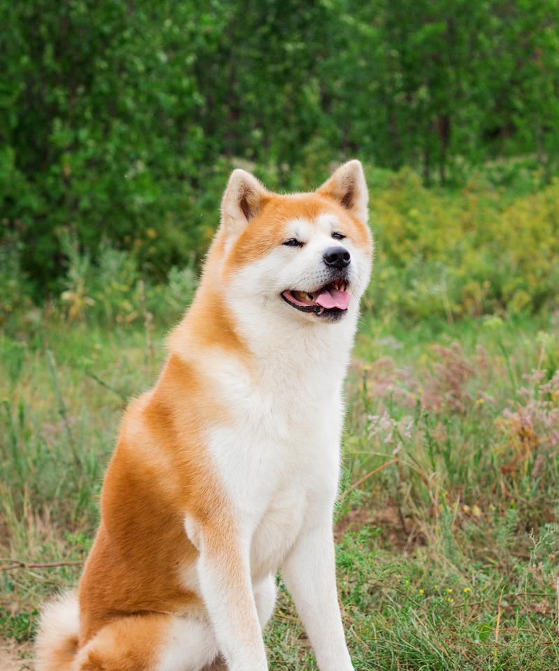 了解秋田犬，你需要知道的15个知识点（探究这个日本古老犬种的特点与饲养技巧）