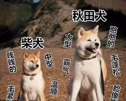 秋田犬是否可以更换主人？（探讨秋田犬更换主人的适当性与影响）