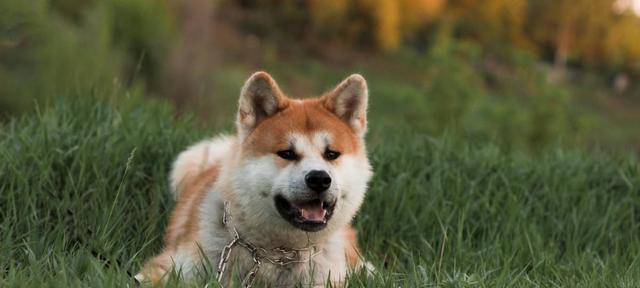 秋田犬的饲养指南（如何正确养护你的秋田犬）