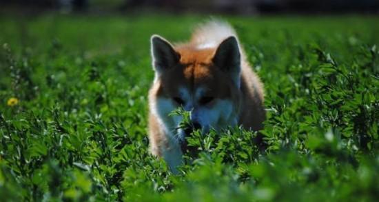 如何科学饲养秋田犬夏季宠物