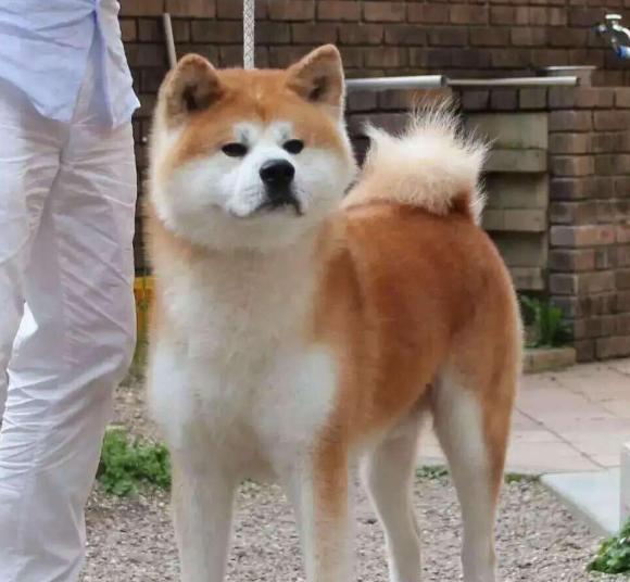 如何科学饲养秋田犬夏季宠物