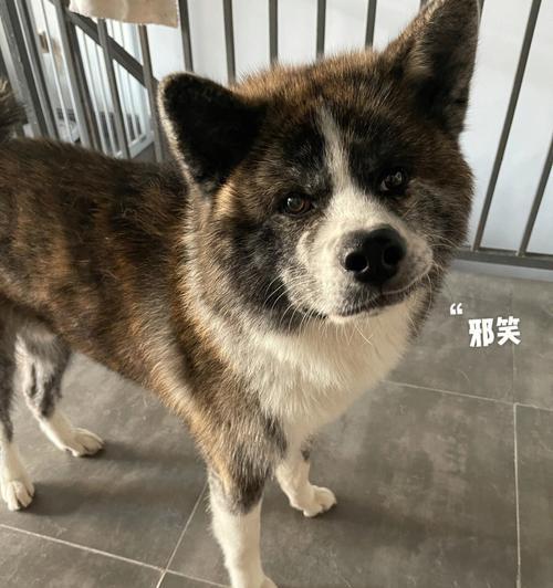 秋田犬摇尾巴的含义（探秘宠物秋田犬喜爱摇尾巴的神秘心理）