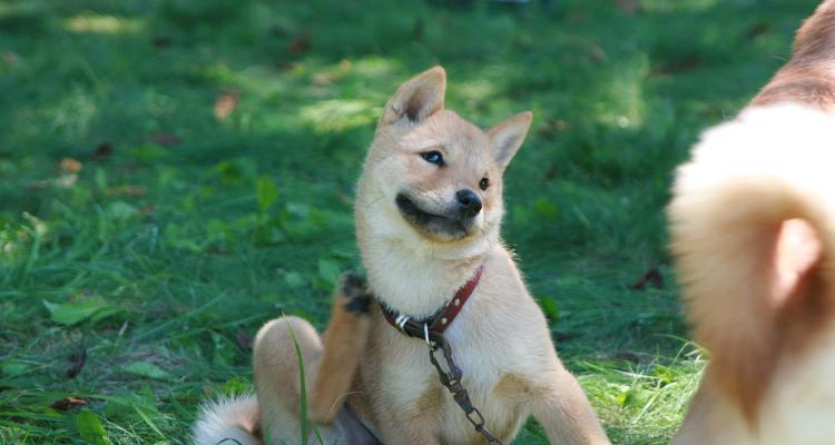 秋田犬摇尾巴的含义（探秘宠物秋田犬喜爱摇尾巴的神秘心理）