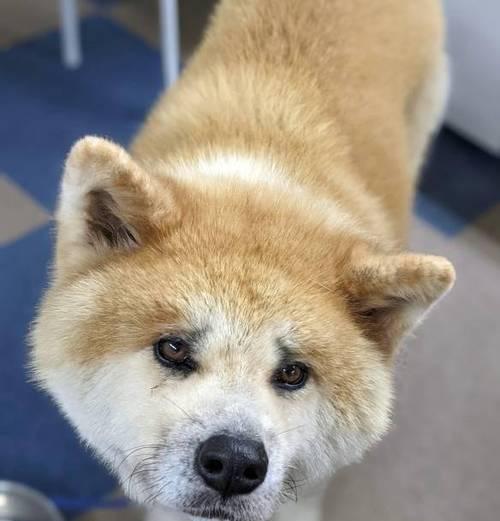 秋田犬饮食全攻略（如何科学合理地为你的秋田犬选择食物）