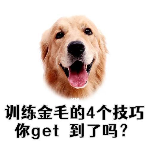 如何以日常训练让你的金毛犬成为最棒的宠物（从基础训练到高级技巧，打造忠诚、听话、乖巧的金毛犬）