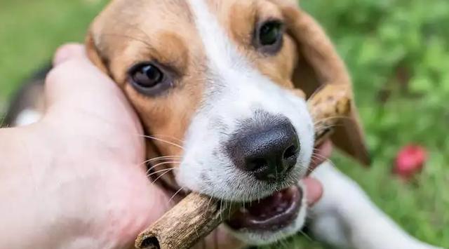 如何有效杜绝宠物犬的坏习惯？（重视训练、合理饮食、关爱宠物）