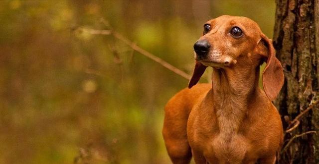 如何控制腊肠犬体重的有效方法