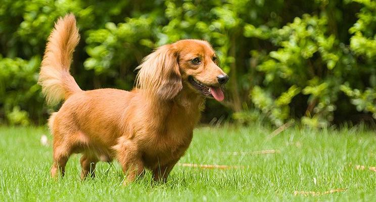 如何控制腊肠犬体重的有效方法