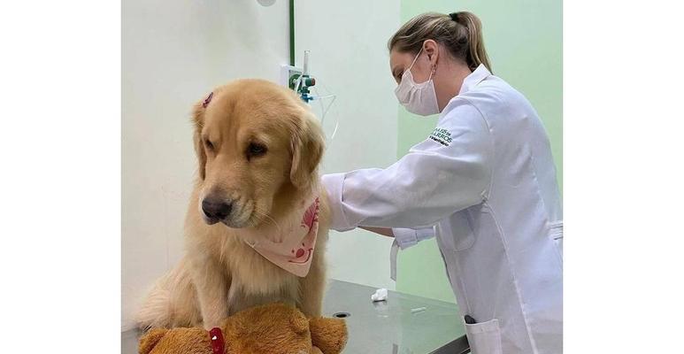 如何为金毛犬做美容（让您的爱宠更加漂亮与健康）