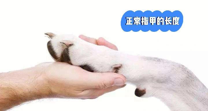 如何为犬类修剪指甲（宠物健康不容忽视，细心修剪指甲让宠物更舒适）