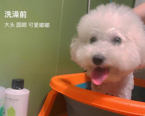 如何给你的爱犬洗澡（掌握正确技巧，让宠物变得更健康）