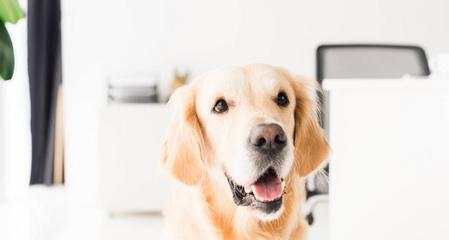 如何选择健康的小犬（宠物养殖基础，从选择小犬开始）