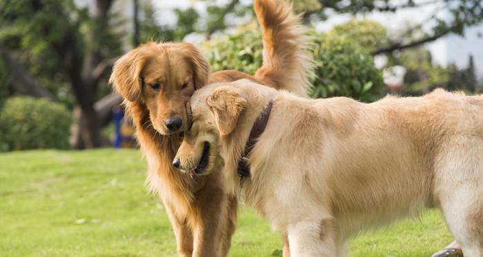 如何训练卷毛寻回犬成为优秀宠物犬（训练技巧、注意事项、培养好习惯、善待犬只、成为快乐主人）