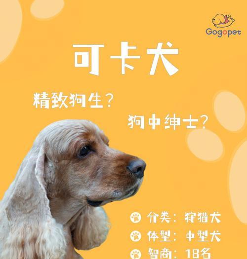 如何训练可卡犬作揖（让你的宠物成为绅士狗的秘诀）