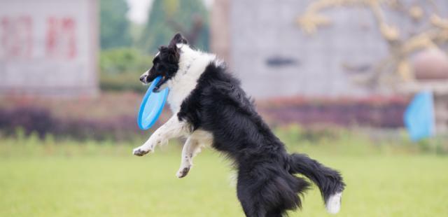 如何训练可卡犬作揖（让你的宠物成为绅士狗的秘诀）