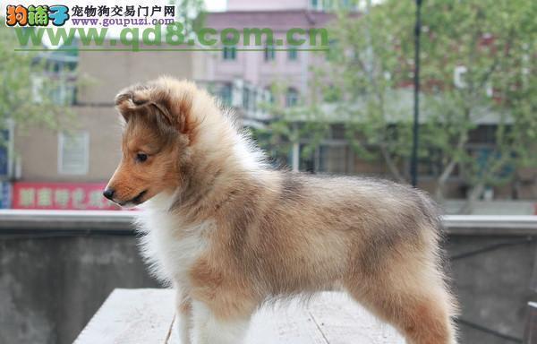 如何训练宠物喜乐蒂成为优秀的看家犬（以爱和耐心为基础，从基础训练到高级技能的全面指南）