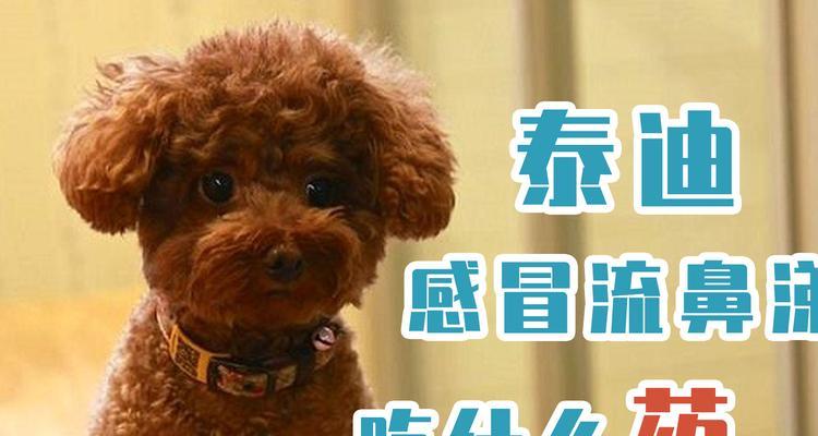 贵宾犬感冒的预防指南（从宠物保健到日常护理，帮你呵护你的爱犬健康）