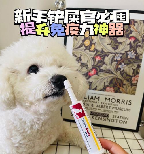 打造健康犬犬，从免疫开始（宠物犬犬的免疫重要性与养护技巧）