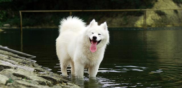 宠爱萌犬——探寻萨摩耶的个性特征