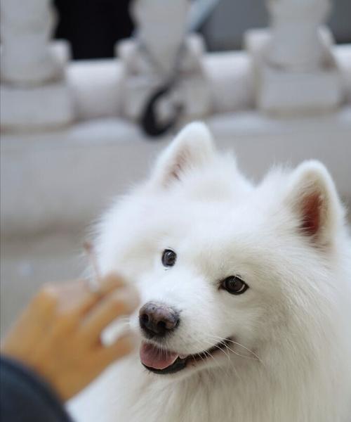 萨摩耶可以吃骨头吗？探究宠物饮食习惯（了解宠物营养需求，选择适宜饮食）