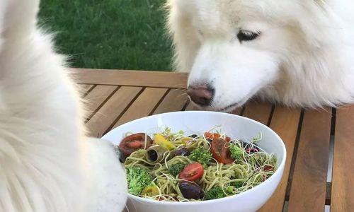 关于萨摩耶犬吃草的原因与应对措施（宠物养护必须知道的知识点）