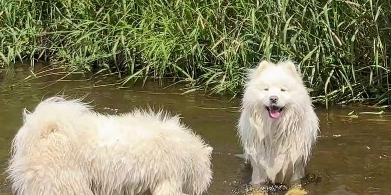 萨摩耶犬的饮食与营养（探讨萨摩耶犬喜欢吃什么及其营养需求）