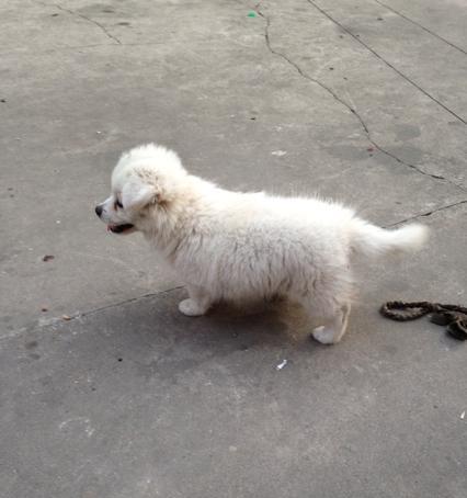 萨摩耶的换牙时期（了解宠物犬的换牙周期，让它健康成长）