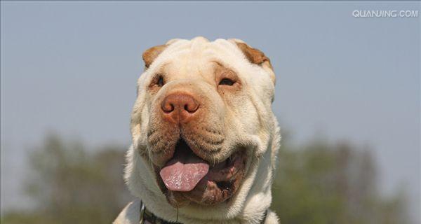 沙皮犬毛发护理指南（如何选择适合沙皮犬的食物，让它拥有亮丽毛发？）